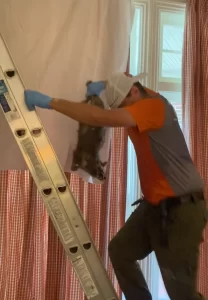 critter removal from attic